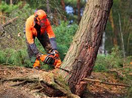 Reliable Hamilton, IN Tree Removal and Landscaping Services Solutions